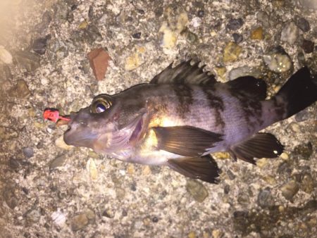 楽しいガシリング！