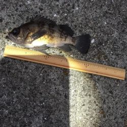 メバリング プラグ縛り