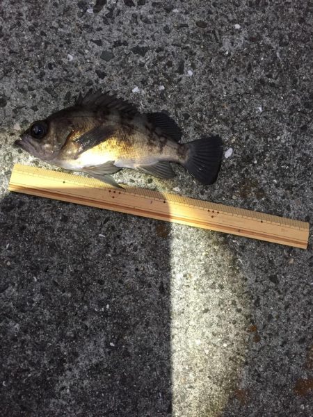 メバリング プラグ縛り