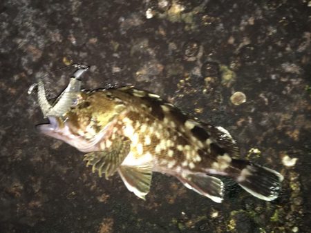 初釣りはガシリング