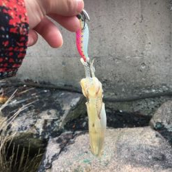 釣り始めヒイカ釣行！