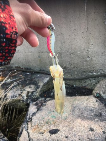 釣り始めヒイカ釣行！