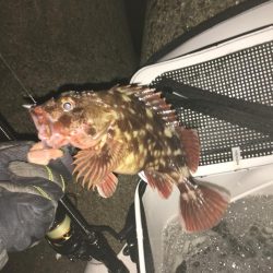 初釣りはメバル、ガシラでスタート