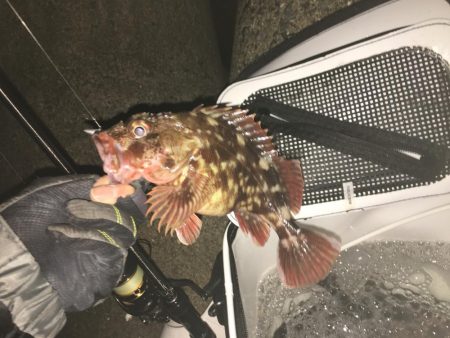 初釣りはメバル、ガシラでスタート