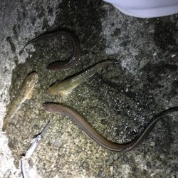 佐野漁港にアナゴを狙いに