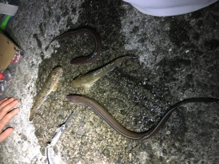 佐野漁港にアナゴを狙いに