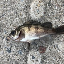 見えてるアジやチビメバルがいっぱい