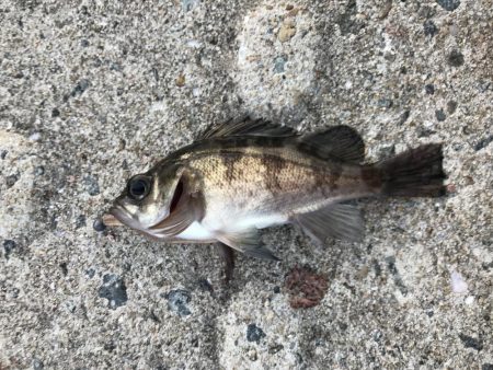 見えてるアジやチビメバルがいっぱい