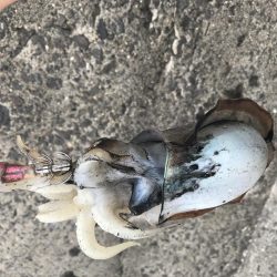 今年初のエギング