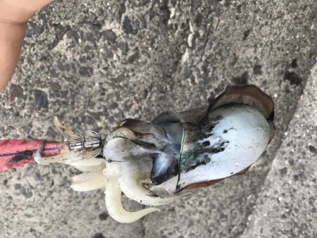 今年初のエギング