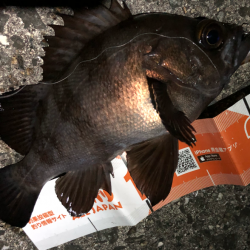 メバルの楽園は裏切らない