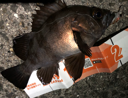 メバルの楽園は裏切らない