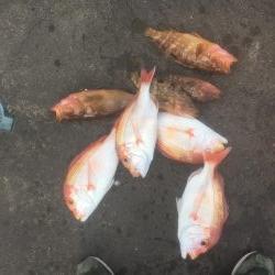 今年初の鯛ラバ