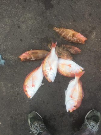 今年初の鯛ラバ