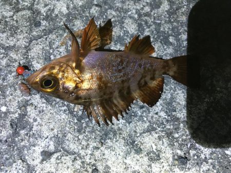 2019年 初釣りライトゲーム