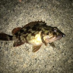 フィッシングマックス芦屋店のフォトコンテストに参加