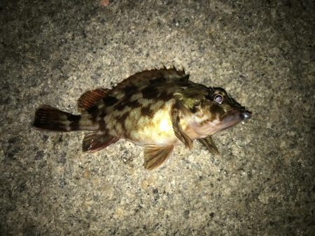 フィッシングマックス芦屋店のフォトコンテストに参加