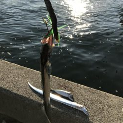 今年初釣行、初太刀魚！