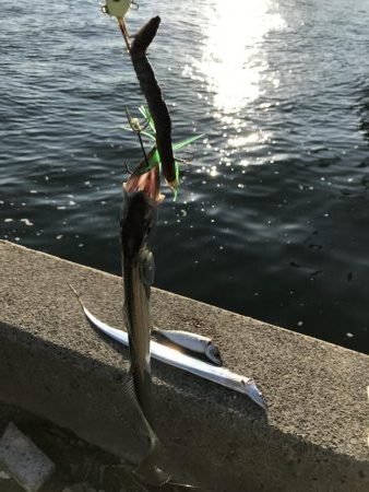 今年初釣行、初太刀魚！