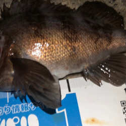 メバリング初め