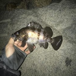 またまたメバリング