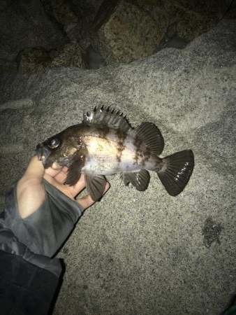 またまたメバリング