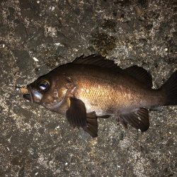 表層をプラグで。ジグ単はフォールで反応。