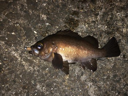 表層をプラグで。ジグ単はフォールで反応。