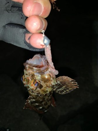 明石メバリング シャローゲーム