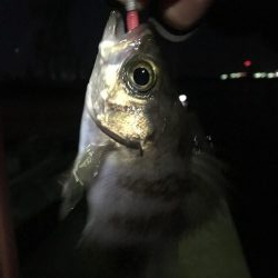 ナイトメバリング