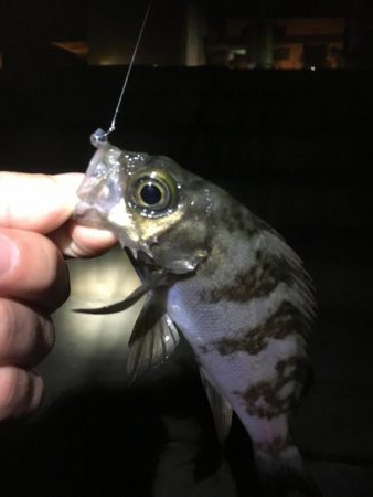 メバリング釣行