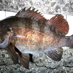 ヤバババーンなメバリング