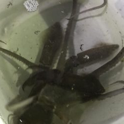 手長タコ、チィチィイカ