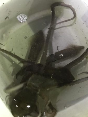 手長タコ、チィチィイカ