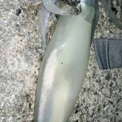 そでいか たるいか