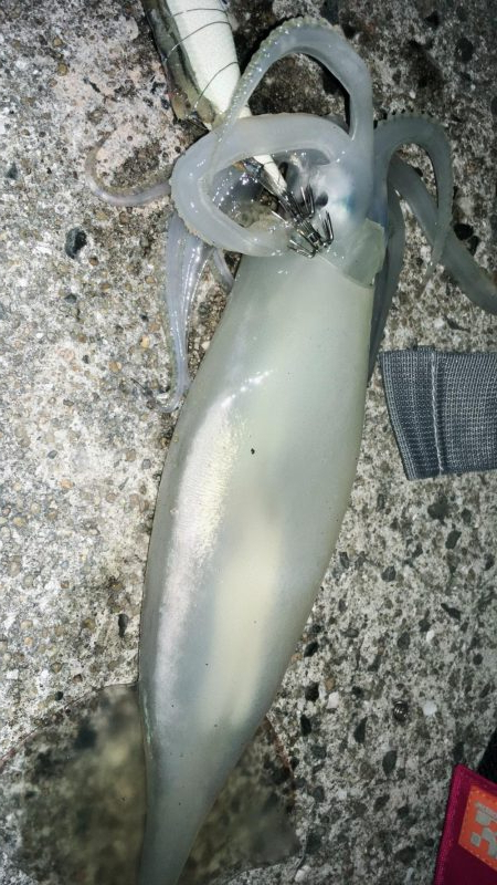 そでいか たるいか