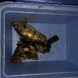 鳴門でメバリング