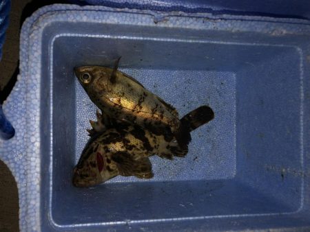 鳴門でメバリング