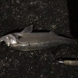 魚も寒いのか同じ場所に溜まってる