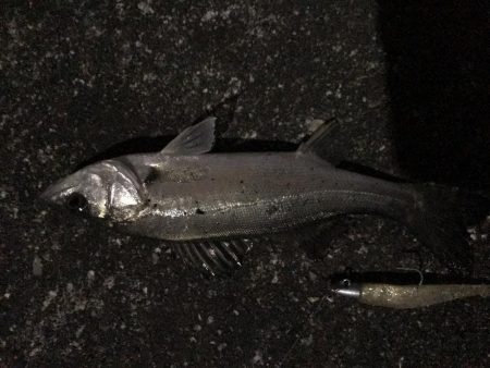 魚も寒いのか同じ場所に溜まってる