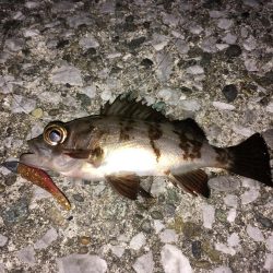 寒さを感じさせない楽しい釣行