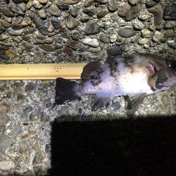 ひたすらプラグ縛り