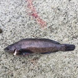 ガシラ、メバル、アイナメ？クジメ？、ギンポ