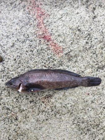 ガシラ、メバル、アイナメ？クジメ？、ギンポ