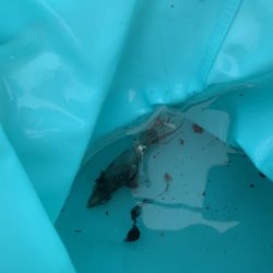 ワームでイカ釣れた