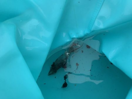 ワームでイカ釣れた