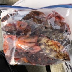 淡路沖 船カサゴ