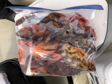 淡路沖 船カサゴ