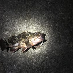 メバルに逢いたくて