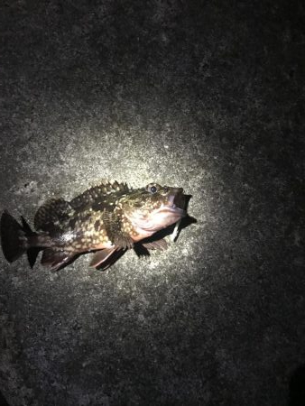 メバルに逢いたくて